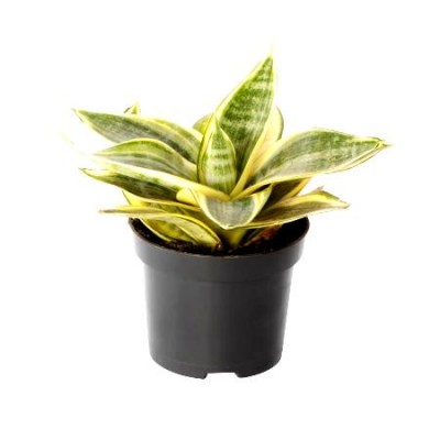 Sansevieria Golden Small, Snake Plant - Mother in Law Tongue Plant